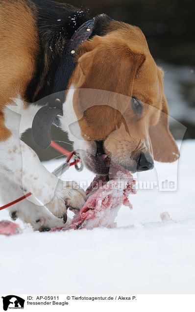 fressender Beagle / eating Beagle / AP-05911