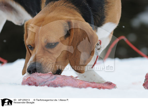 fressender Beagle / eating Beagle / AP-05913