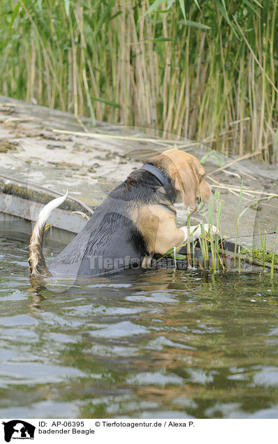 badender Beagle / bathing beagle / AP-06395