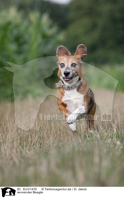 rennender Beagle / running Beagle / DJ-01435