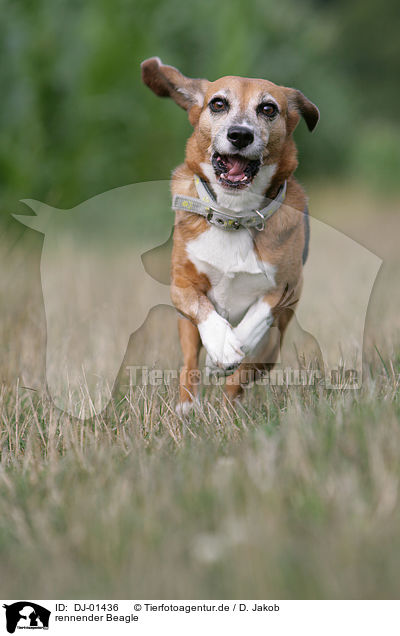 rennender Beagle / running Beagle / DJ-01436