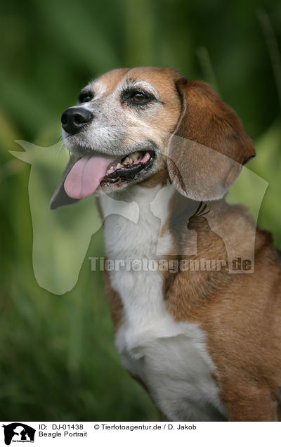 Beagle Portrait / Beagle Portrait / DJ-01438