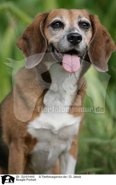 Beagle Portrait / Beagle Portrait / DJ-01440
