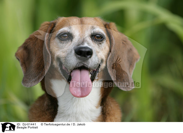 Beagle Portrait / Beagle Portrait / DJ-01441