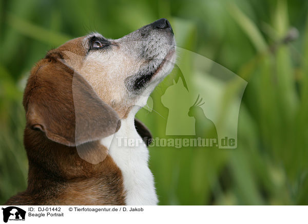 Beagle Portrait / Beagle Portrait / DJ-01442