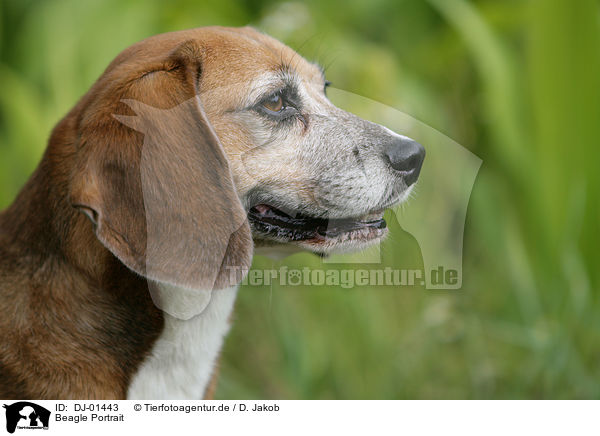 Beagle Portrait / Beagle Portrait / DJ-01443