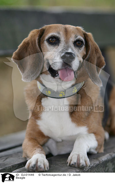 Beagle / Beagle / DJ-01446