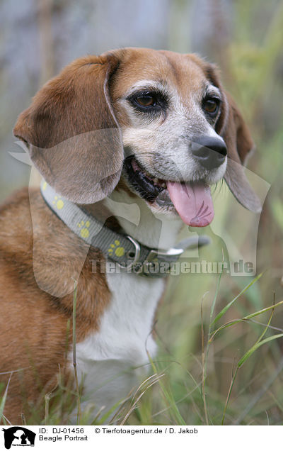 Beagle Portrait / Beagle Portrait / DJ-01456
