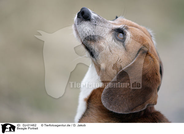 Beagle Portrait / Beagle Portrait / DJ-01462
