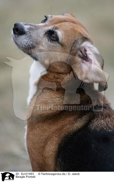 Beagle Portrait / Beagle Portrait / DJ-01463