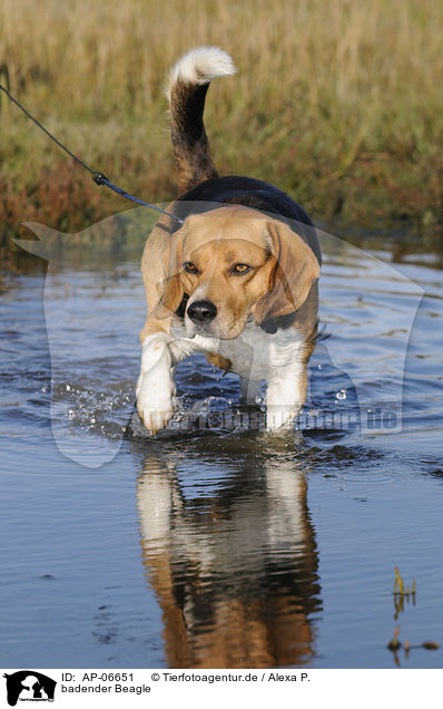 badender Beagle / bathing Beagle / AP-06651