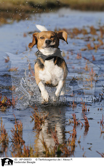 badender Beagle / bathing Beagle / AP-06653