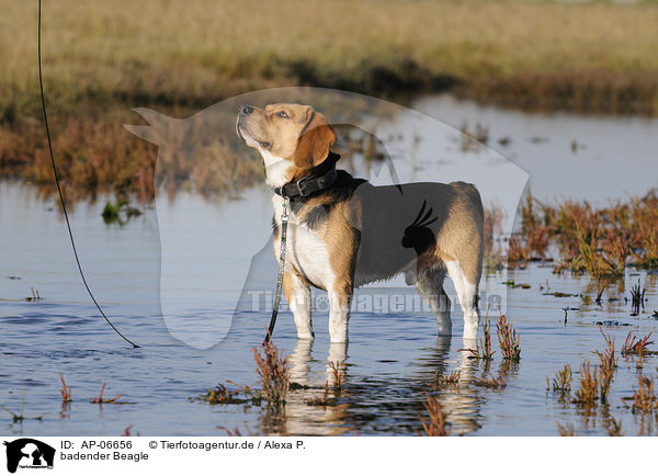 badender Beagle / AP-06656