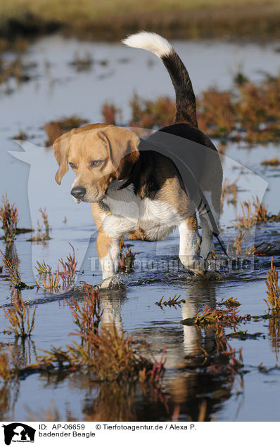 badender Beagle / bathing Beagle / AP-06659