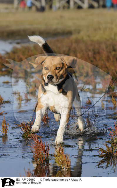 rennender Beagle / running Beagle / AP-06660