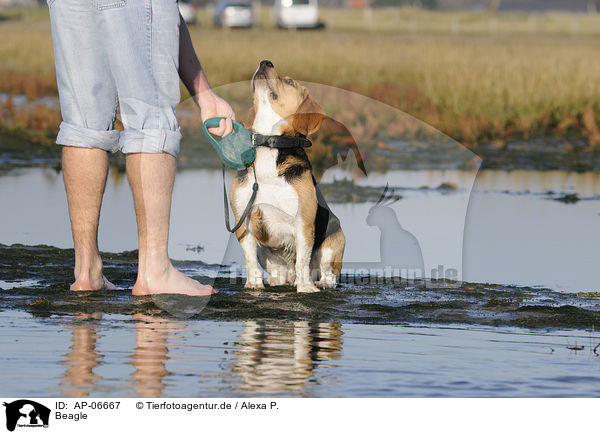 Beagle / Beagle / AP-06667