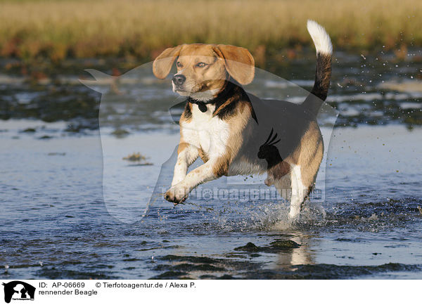 rennender Beagle / AP-06669
