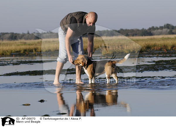 Mann und Beagle / man and Beagle / AP-06670