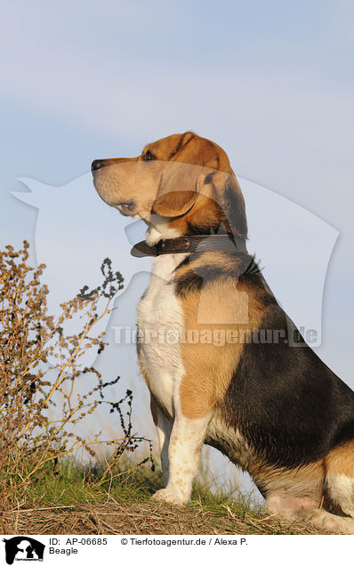 Beagle / Beagle / AP-06685