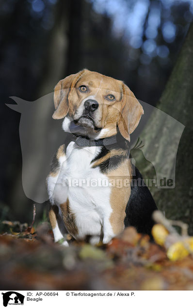 Beagle / Beagle / AP-06694