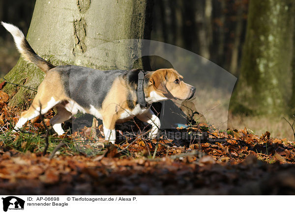 rennender Beagle / running Beagle / AP-06698