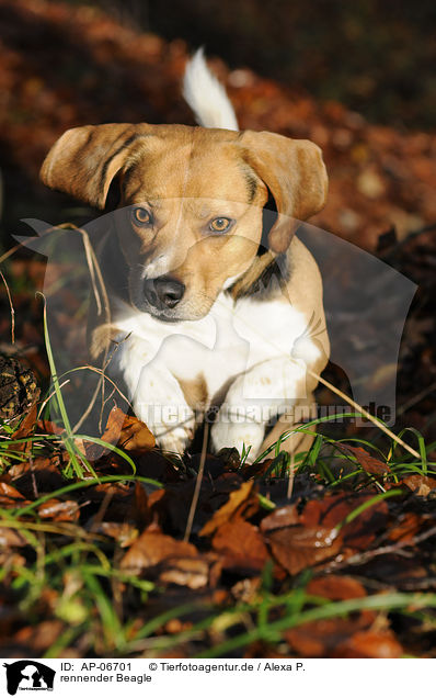rennender Beagle / running Beagle / AP-06701