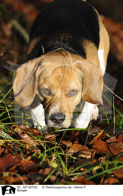 Beagle / Beagle / AP-06702