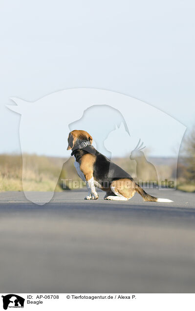 Beagle / Beagle / AP-06708