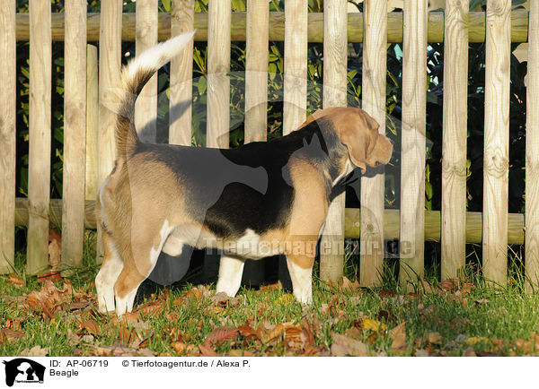Beagle / Beagle / AP-06719