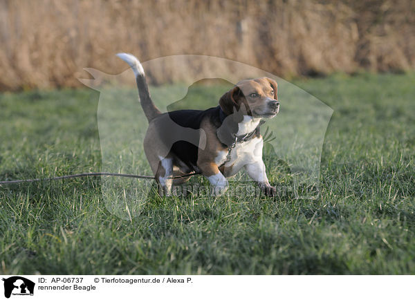 rennender Beagle / running Beagle / AP-06737