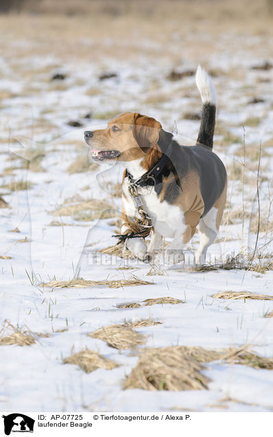 laufender Beagle / walking Beagle / AP-07725