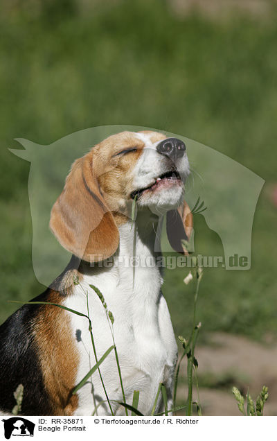 Beagle Portrait / Beagle Portrait / RR-35871
