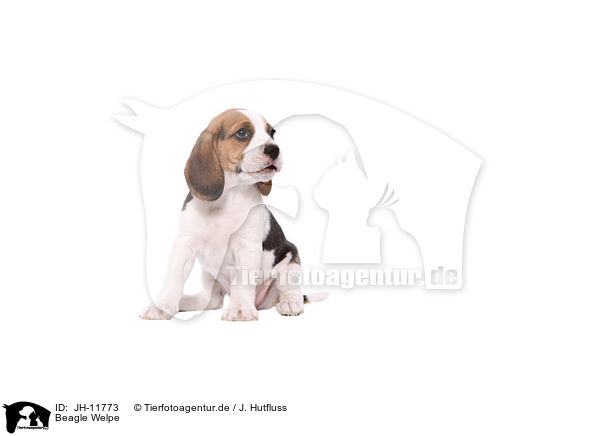 Beagle Welpe / Beagle Puppy / JH-11773