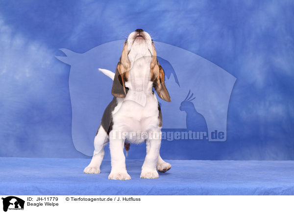 Beagle Welpe / Beagle Puppy / JH-11779