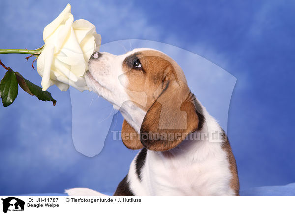 Beagle Welpe / JH-11787