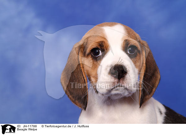Beagle Welpe / Beagle Puppy / JH-11788