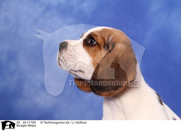 Beagle Welpe / Beagle Puppy / JH-11789