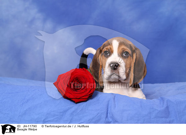 Beagle Welpe / Beagle Puppy / JH-11790