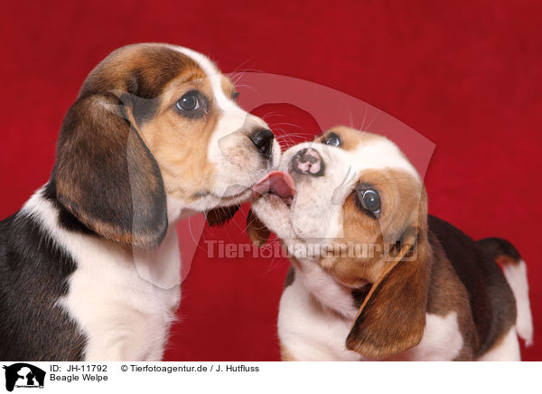 Beagle Welpe / Beagle Puppy / JH-11792