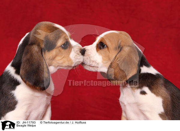 Beagle Welpe / Beagle Puppy / JH-11793