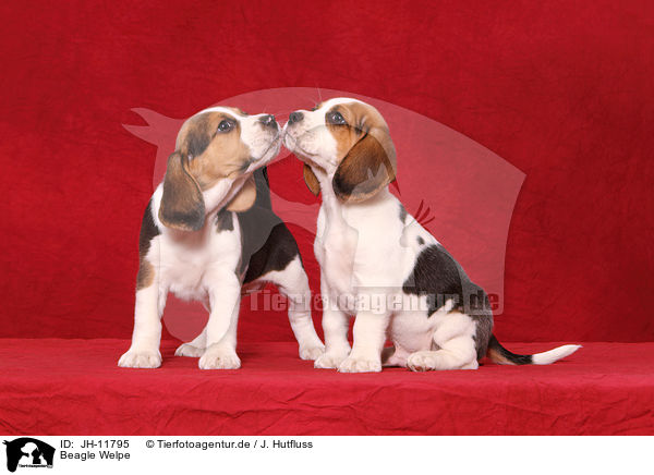 Beagle Welpe / JH-11795