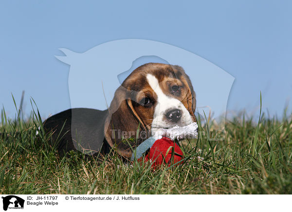 Beagle Welpe / JH-11797