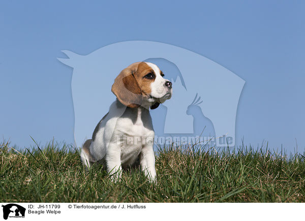 Beagle Welpe / Beagle Puppy / JH-11799