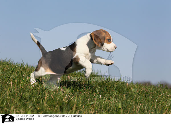 Beagle Welpe / Beagle Puppy / JH-11802