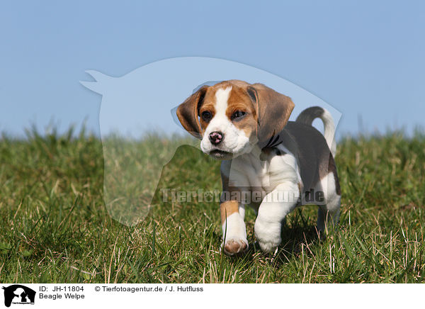 Beagle Welpe / Beagle Puppy / JH-11804