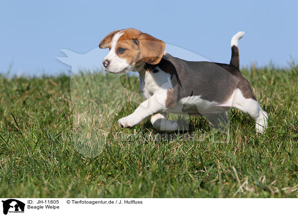 Beagle Welpe / Beagle Puppy / JH-11805