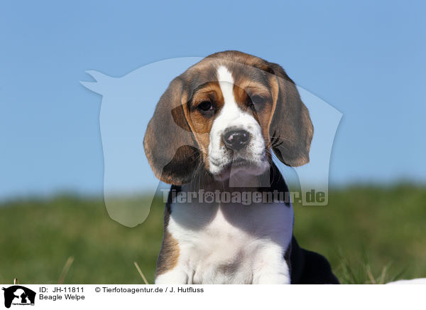 Beagle Welpe / Beagle Puppy / JH-11811