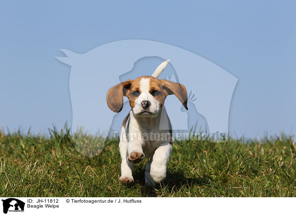Beagle Welpe / JH-11812