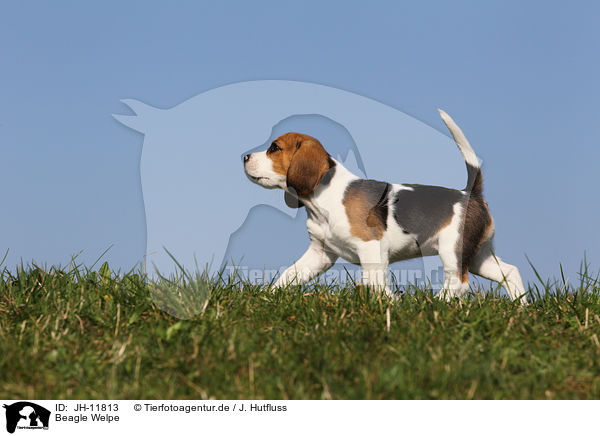 Beagle Welpe / Beagle Puppy / JH-11813