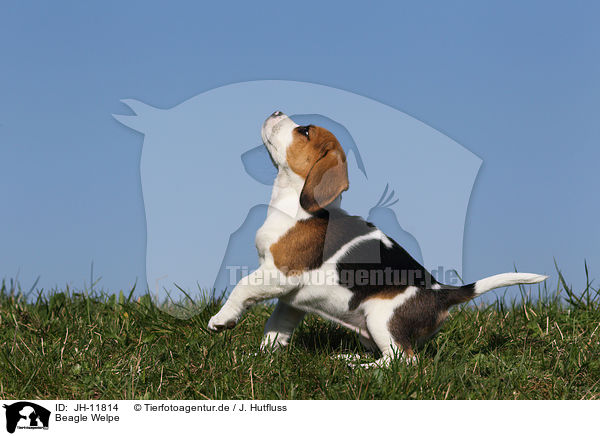 Beagle Welpe / Beagle Puppy / JH-11814